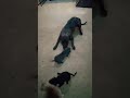 PITBULL PUPPIES MEET PAPA