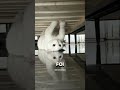 Esse gato está MUITO estranho... #viral #curiosidades