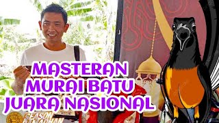 masteran terbaik murai batu singo edan