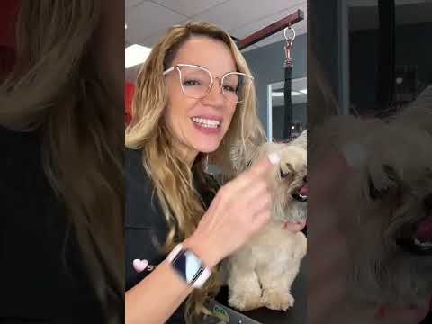 Una morkie tiernísima🥰🥰🥰