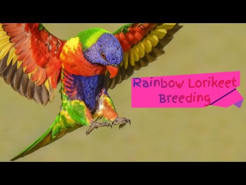 Video: Is 'n reënboog-lorikeet 'n papegaai?