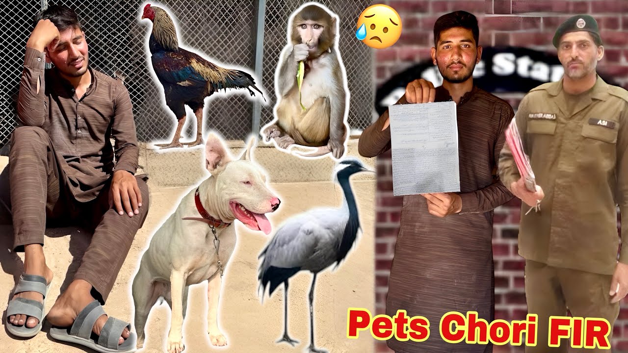 All pets were stolen 😥 Police FIR Katva Di 💔