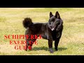 Schipperke Dog Exercise [Needs and Ideas] の動画、YouTube動画。