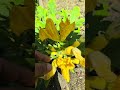 Yellow squash with twin male pollinators 😍