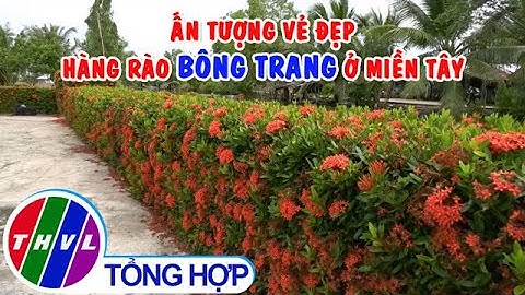 Ấn tượng vẻ đẹp hàng rào bông trang ở miền Tây