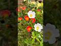 Purslane Flowers #september_flowers #ytshorts #shorts #terracegarden #flowers #purslane