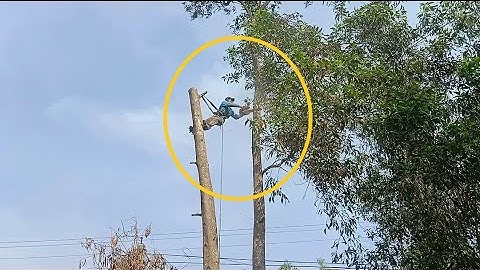 Cưa cây ngã  người đức dây điện . Cưa cây kỹ thuật cao