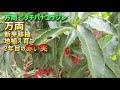 【万両】（タチバナ　コウジ）新芽移植➤地植え育つ➤2年目の赤い実➤自生植物・植えていないのに？これ何？➤これは、山茶花です➤スノーツリーEND