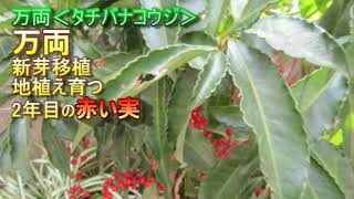 【万両】（タチバナ　コウジ）新芽移植➤地植え育つ➤2年目の赤い実➤自生植物・植えていないのに？これ何？➤これは、山茶花です➤スノーツリーEND