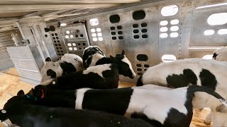Loading some Holstein calves for Canada Ep.40