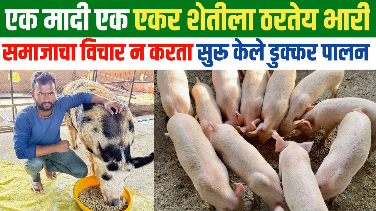 varah palan | warah palan mahiti | pig farming business plan | डुक्कर पालन व्यवसाय |