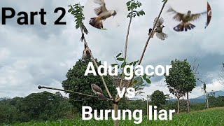 (Part 2) pikat kutilang gacor vs burung liar super
