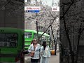 Huling Cherry blossom season, nagsimula na sa ibang bahagi ng South Korea | GMA News