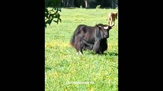 Алтайский як. 2023. #travel #путешествия #интересное #красивыеместа #video