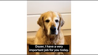 Dozer On The Job - Vanilla Cake