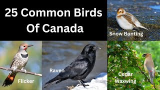 25 Common Birds of Canada by ZooLogix  732 views 7 months ago 4 minutes, 9 seconds