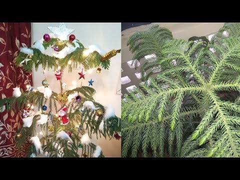 Video: How To Decorate A House And A Christmas Tree For The Meeting Of The Year Of The Fire Monkey