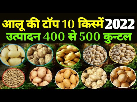 आलू की टॉप 10 वैराइटी |🥔 new potato seed varieties 2021 | aalu ki