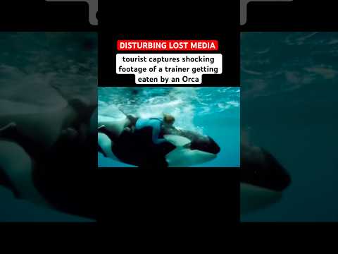 Captive Orca Gets Angry At Trainer Then Tragedy Killerwhale Orca 