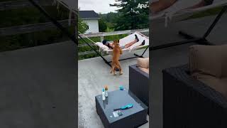 Taking A Load Off Is Harder Than It Looks  afv fail funny comedy viral funnys