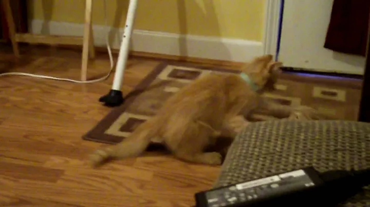 Cheeto & Chewy