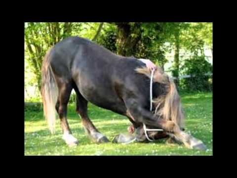 Video: Plemeno koní Appaloosa: foto, popis. Appaloosa kôň: leopard, hnedák