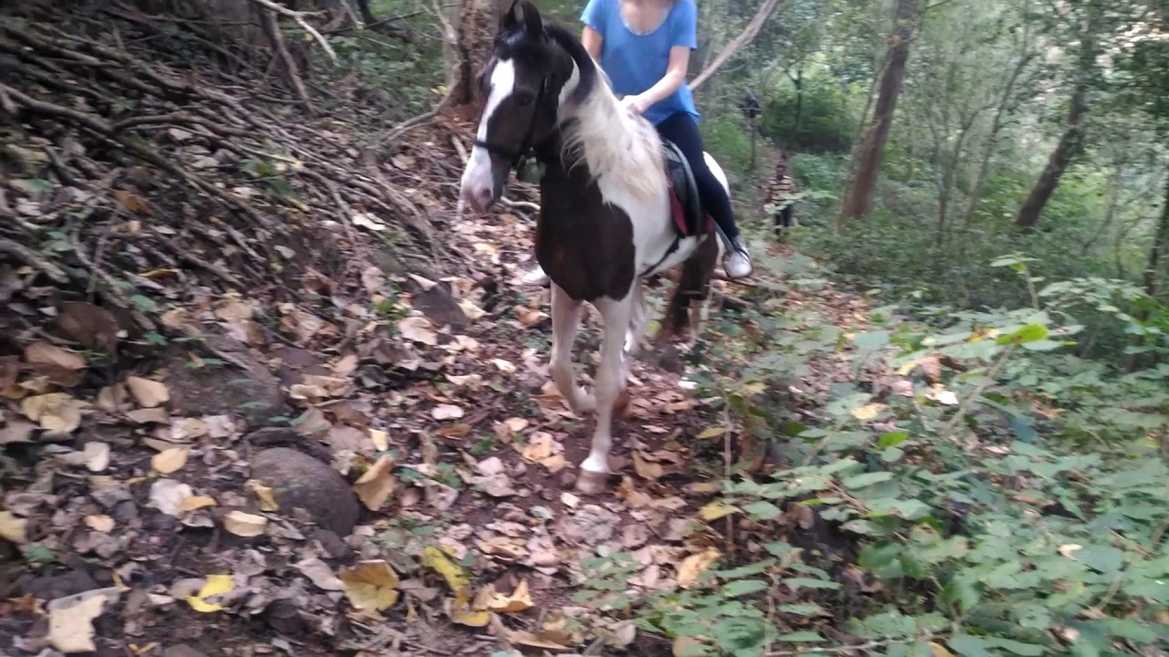 Jungle Safari I Horse ridingBabuKunnumpuram YouTube
