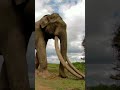 Biggest elephant in the world elephants elephantattack