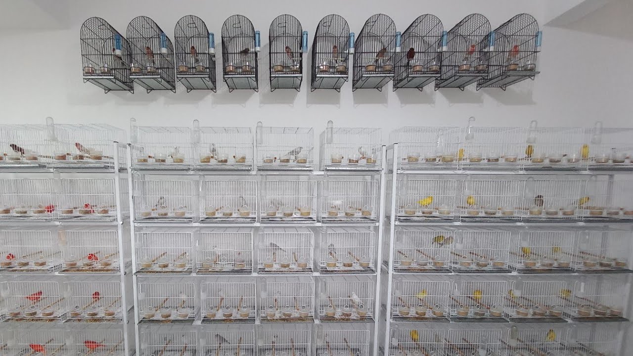 VENDA DE CANÁRIOS BELGAS - JUNHO DE 2024