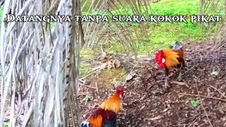 Suara pikat ayam hutan jantan sumatera.cocok untuk para pemburu di jamin datang. 