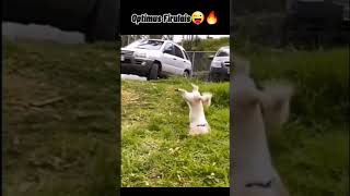 Subiendo Pendejadas Que Tengo En Mi Galeria Hasta Hacerme Viral