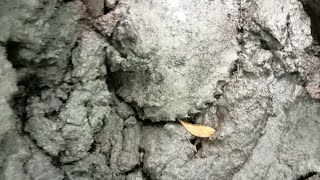 Ep503_Dayo lima ang huli jackpot