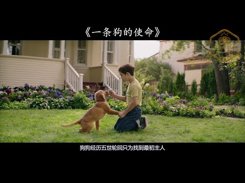 电影解说【冒险/剧情/喜剧/家庭片】▏《一条狗的使命 A Dog's Purpose》狗狗为了完成对主人未尽的使命，经历几世重生，终于再次找到主人。你倾尽全力给了我所有的爱，我竟无以回报 !