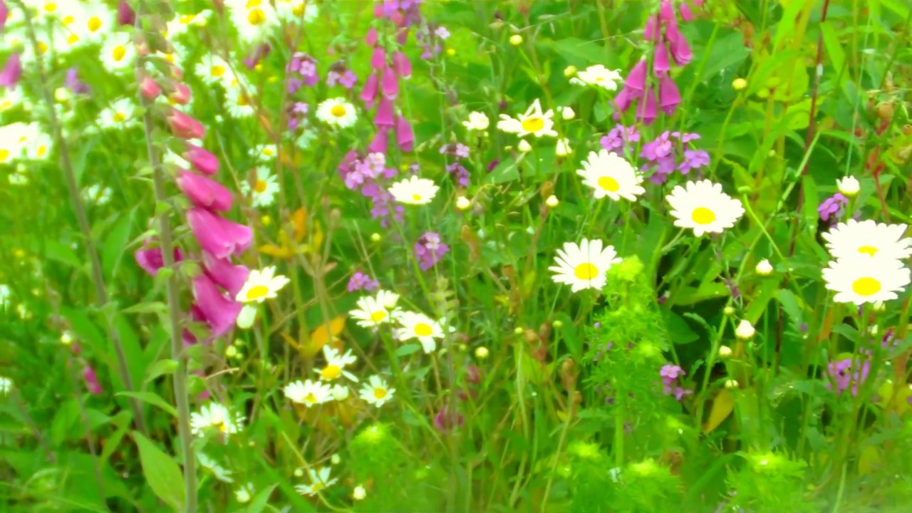 Wildflower Blooms and Bees 2018