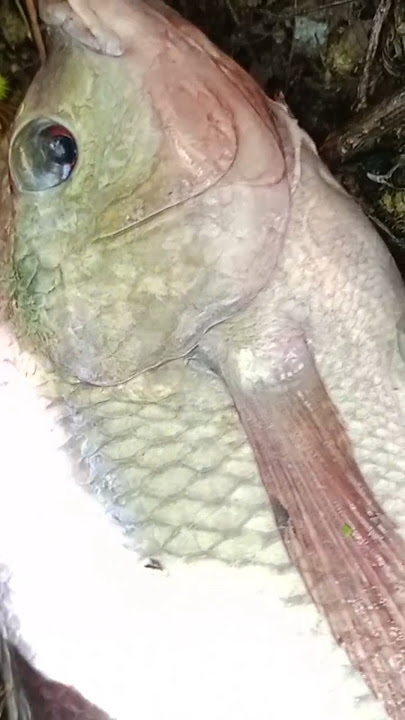 dapat ikan mujair babon gaes 😁
