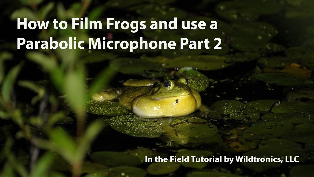 How to film Frogs and use a small Parabolic Microphone Part 2