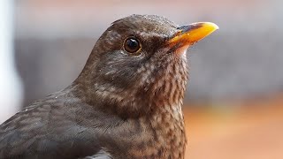 Eurasian Blackbird Chattering / Singing | Christchurch, New Zealand July 2023