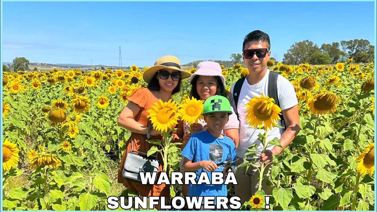 SUNFLOWER FIELD AT WARRABA CAMBOOYA QLD AUSTRALIA! Intan FamilyVlog