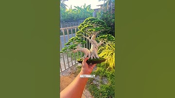 This Isn’t Just a Tree… It’s a Future Bonsai Masterpiece 👍🏻 #shorts #foryou #youtubeshorts