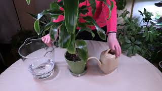 lemongrass indoor plant Lemongrass  Green Acres Nursery & Supply
