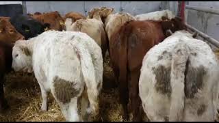 16 QUALITY HEIFER WEANLINGS