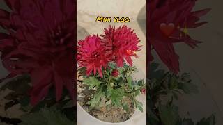 day-1#minivlog#makarsankranti #motivation#study#ytshorts#yt#dayinmylife#ctet#2026