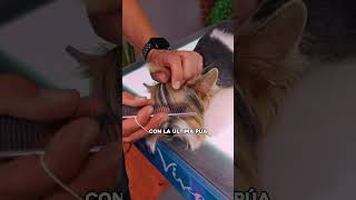 Tips FÁCILES para RAPAR a tu YORKIE como UN PROFESIONAL