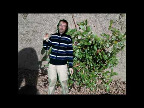 Video: Grootbloemige Postelein Kweken Uit Zaden