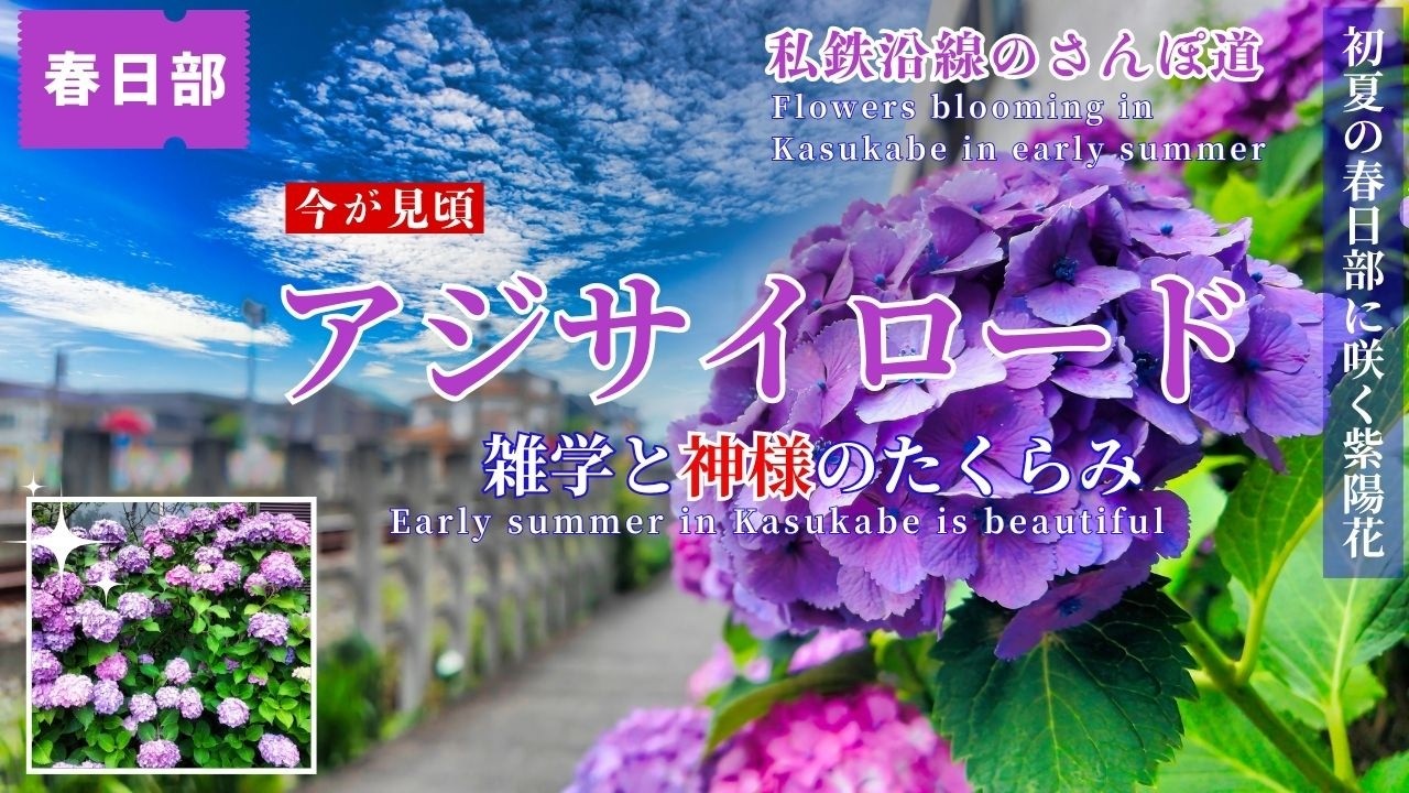 Hydrangea Road at Its Peak] Kasukabe June 10th: 