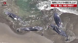速報】海岸にクジラ4頭打ち上げ 千葉・館山、地震影響不明 - YouTube