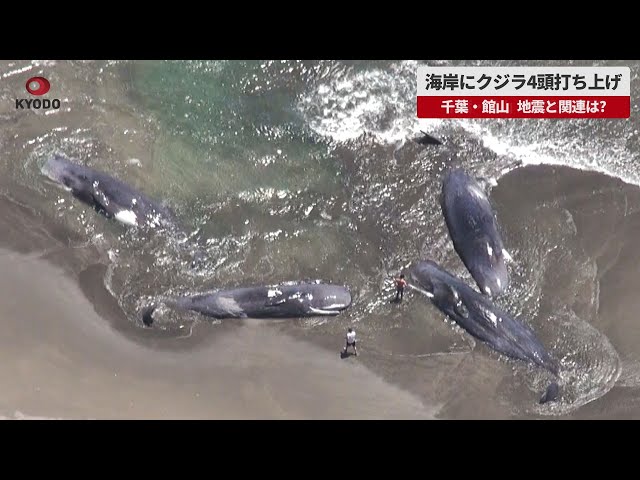 速報】海岸にクジラ4頭打ち上げ 千葉・館山、地震影響不明 - YouTube