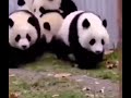 Love panda 🐼