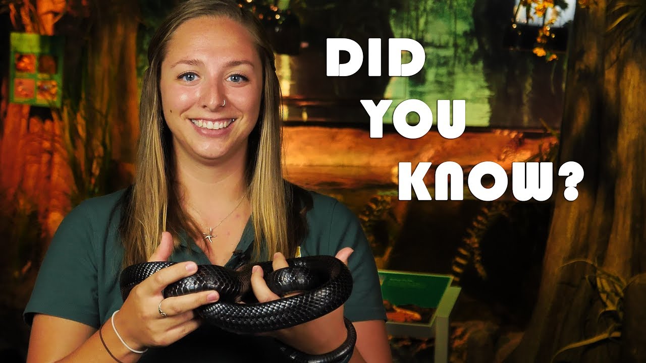 southwest vacations Did You Know? Eastern Indigo Snakes