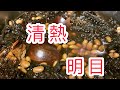 夏枯草黃豆羅漢果涼茶，此茶清熱解毒明目潤肺化痰止咳